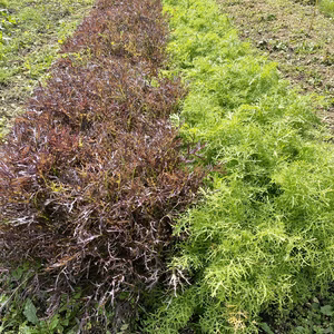 ″ちょっと育ちすぎちゃいました〟 「野菜ソムリエ監修レシピ付き、雲海育ちのから