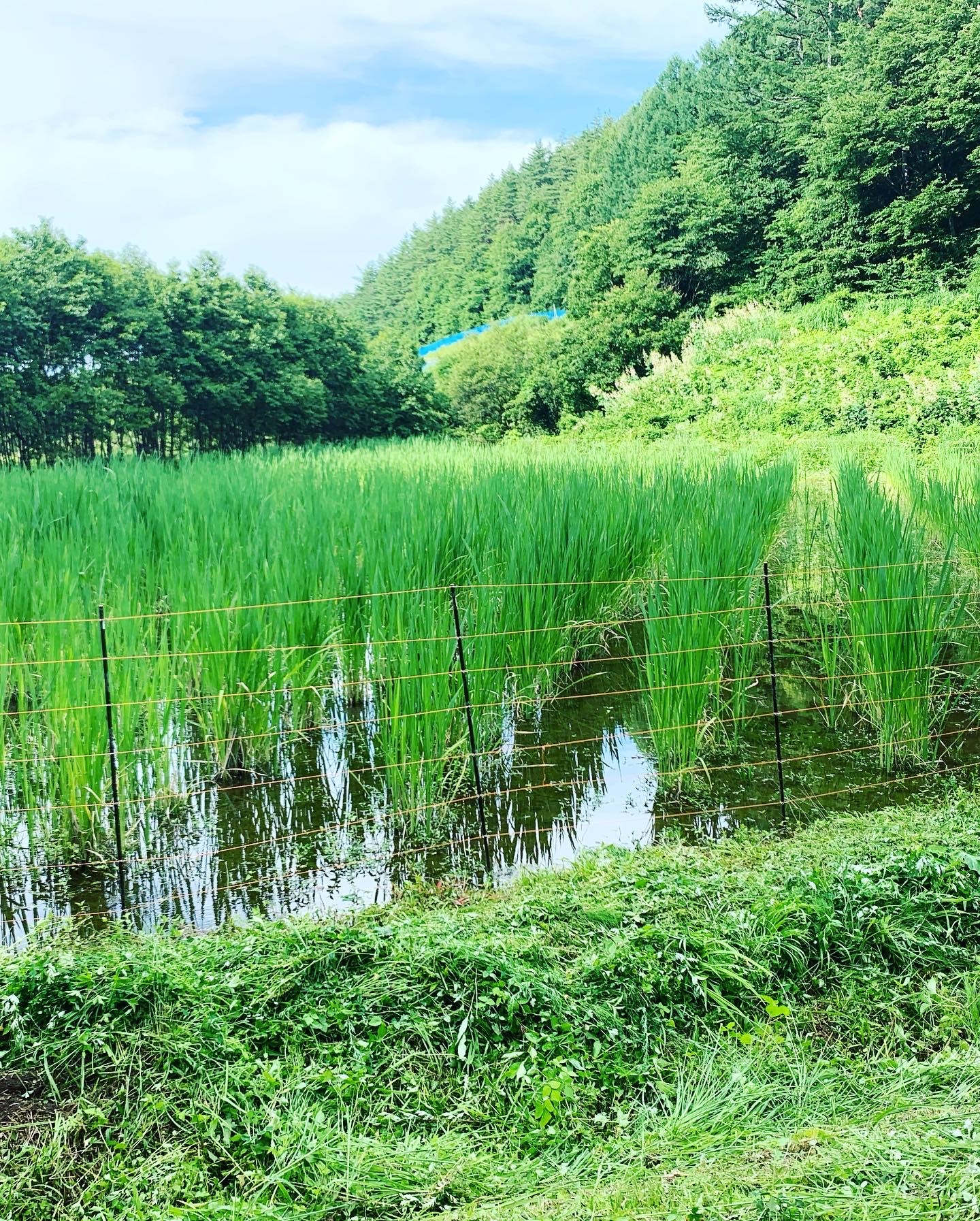 【採れたて】特大 終盤 マコモダケ宅急便80 5kg 愛知県産 自然農 採れたて】特大 終盤 マコモダケ宅急便80 5kg 愛知県産 自然農 食品
