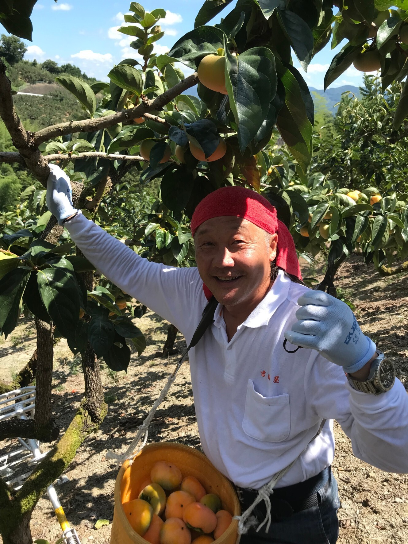 和歌山県橋本市｜吉田屋｜吉田安伸さんの生産者プロフィール｜ポケットマルシェ｜産地直送で旬の食材が生産者(農家・漁師)から届く