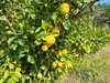 「九州豊後路の小京都」と呼ばれる杵築市産 樹上完熟黄かぼす ５kg 