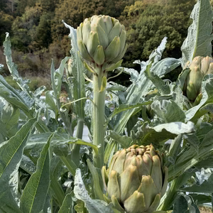 淡路島からのアーティーチョーク　2つ❗️