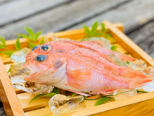 縁起魚！お手ごろサイズの夢カサゴ！