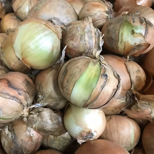 可哀想❗️な玉ねぎ達(＞＜) 20kg