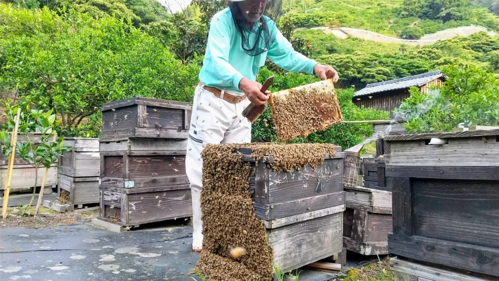 非加熱・純粋はちみつ】濃厚な甘さの百花蜜600g×3本 1800g-