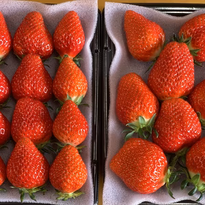 【新品種べにたま】２パック(500g) ついに解禁！