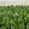 ほうれん草　1kg　＜農薬・化学肥料不使用＞