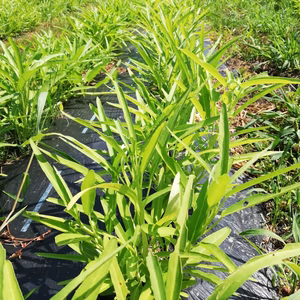 クセがない！食べやすい空心菜（紫ニンニク付き）　＊常温便＊