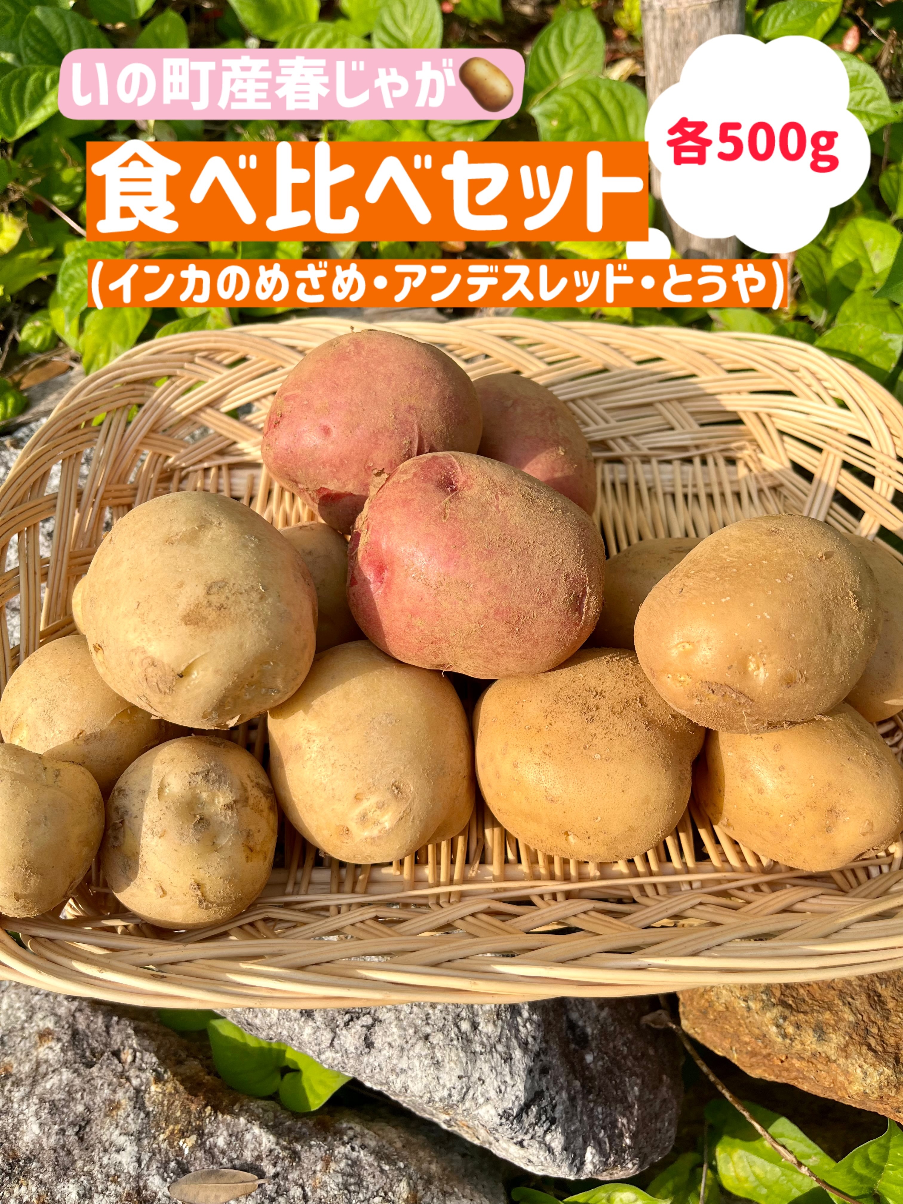 アンデスレッドの産直通販・お取り寄せ商品｜ポケットマルシェ｜産地