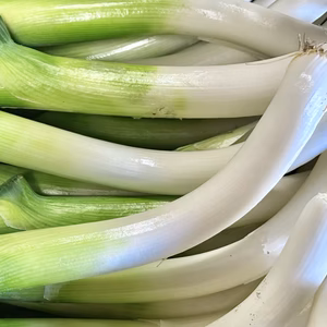 信州産｜冬越し甘い！カット松本一本ねぎ