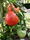 7月上旬発送【まとめ買い】王様トマト~樹上完熟の真っ赤なトマト~