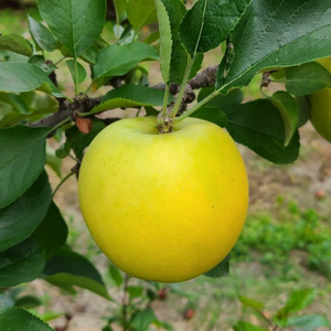 黄金色が食べ頃 シナノゴールド 3kg(7~10玉) 贈答用 りんご 長野県