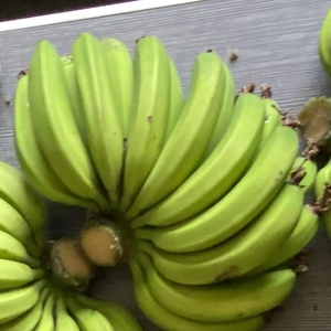 調理用　青バナナ