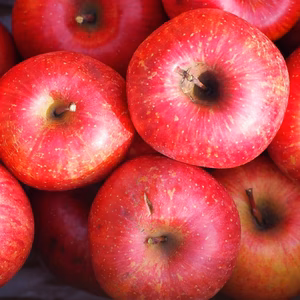 【訳ありサンふじ】お得用バラ詰め10kg入り✨毎日のりんごに！