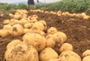 《更に5%増量！》減農薬栽培 じゃがいも【とうや】訳あり品
