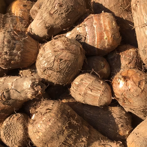 【送料無料】大地の力をたくわえたホクホクねっとり柔らか里芋