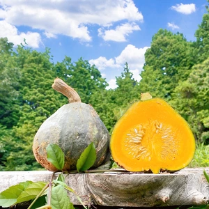 5kg"自然栽培の固定種かぼちゃ！旨みかぼちゃ！　美味しい野菜