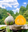 5kg"自然栽培の固定種かぼちゃ！旨みかぼちゃ！　美味しい野菜