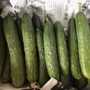 会津伝統野菜　余蒔(よまき)きゅうり2kg（農薬化学肥料「不使用」栽培）