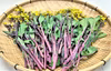 春の訪れ！お洒落な菜花コウサイタイ！（農薬不使用栽培品）