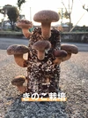 ‼️しいたけ栽培キット‼️お家できのこ狩り♪