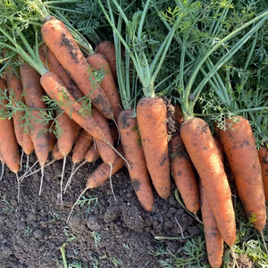 海からの恵みで育った人参【甘さすっきり】
