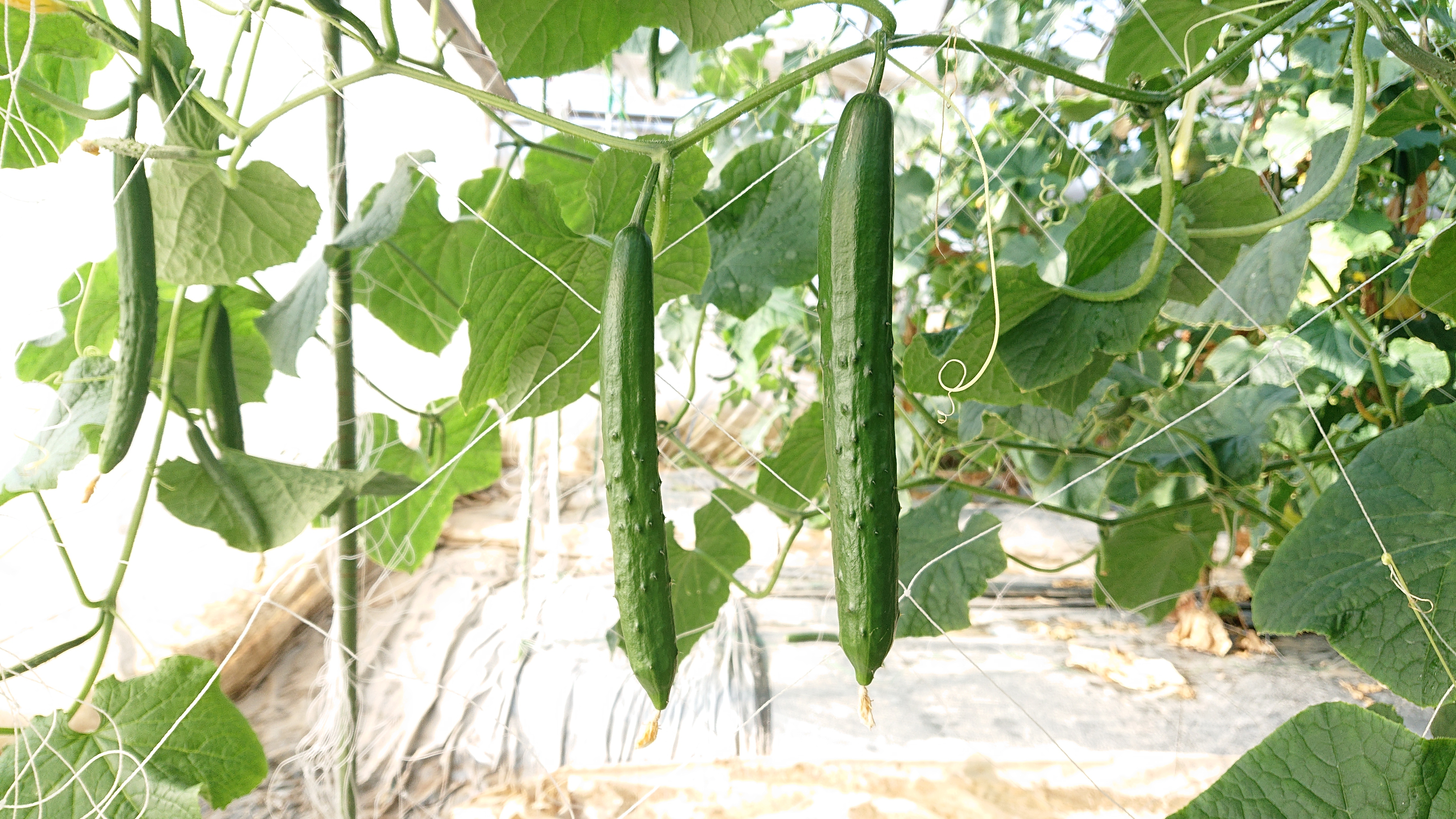 新鮮きゅうり【クール冷蔵】【日時指定可】【特別栽培農産物