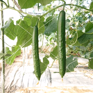 新鮮きゅうり【クール冷蔵】【日時指定可】【特別栽培農産物】