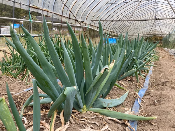 【農薬・化学肥料不使用】　下仁田ネギ　令和６年岐阜県産