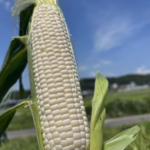 【2026年7月発送】希少品種 クリスピーホワイト 4kg TV紹介