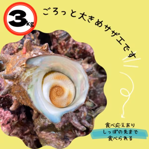 【たっぷり‼️】 隠岐諸島産　漁師直送クリアな味わい　サザエ　3キロ