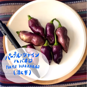 パープルシャインハバネロ！！