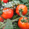 【送料無料】希少な品種！果肉まで真っ赤 山形県産 加工用トマト なつのしゅん