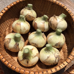 《淡路島産》新玉ねぎ2.5キロ