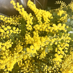 【ふわふわのミモザ10本】蕾がふわふわ咲き始めました！順次出荷中！