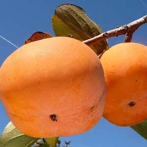 今が旬【訳有り大小混合】【樹齢90年超樹に接ぎ木の前川次郎】みえの安心食材認定