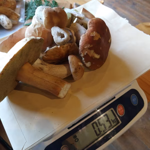 ◆早い者勝ち◆ニセコ産天然生ポルチーニ茸B品