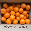 【訳あり】ポンカン（サイズいろいろ）春を呼ぶ味♪