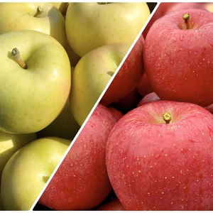 トキ・早生ふじ昂林のときめき　詰合せセット❗⚠️発送は10月4日頃から開始予定