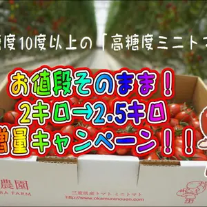 【期間限定】高糖度ミニトマト「あまりこ」2キロ→2.5キロへ増量詰め箱