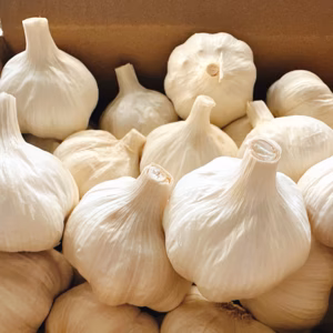 【大玉】はじめてのにんにく 1kg（農薬・除草剤不使用・佐賀県鳥栖産）