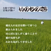 大粒で香りと甘味がつよい　いのちの壱(白米)　新潟県認証特別栽培米