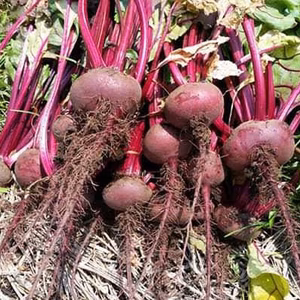 山麓育ちの甘～いビーツ　　農薬・化学肥料不使用