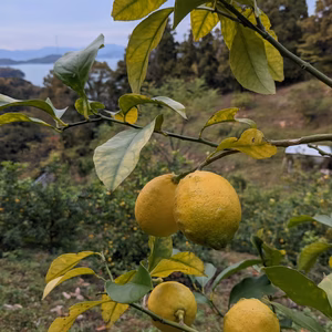 大崎上島産農薬不使用レモン