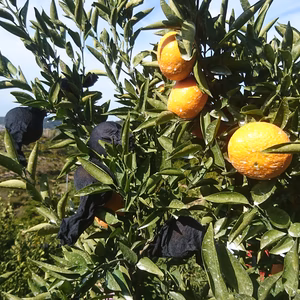 見た目△味は◯【たまみ】 家庭用 (サイズMIX)