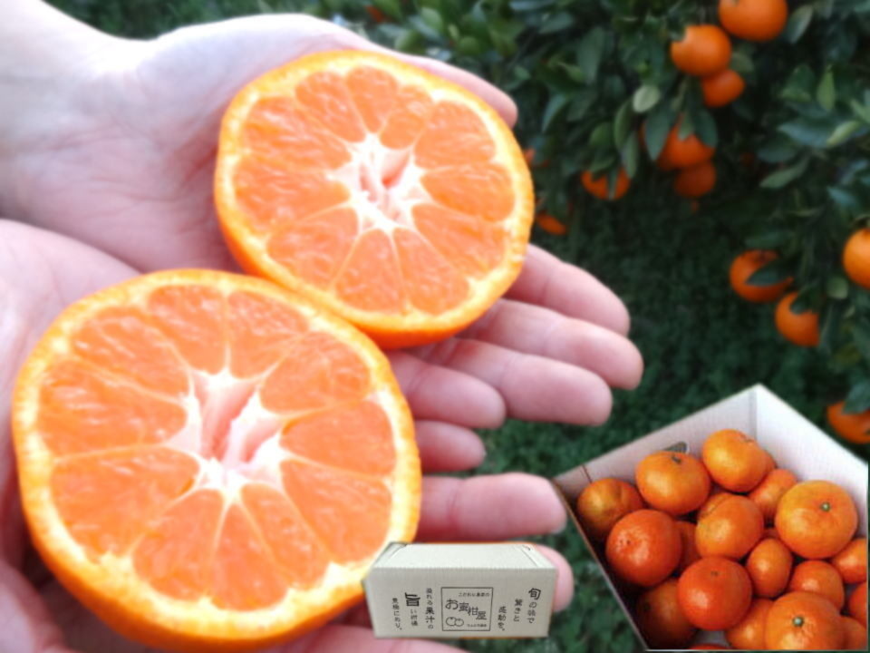 みかん太郎　 黄金熟成仕上げ！濃厚な甘さ！超熟みかん「熟太郎」 サイズ混合【626-7