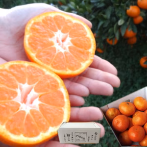 黄金熟成仕上げ！濃厚な甘さ！超熟みかん「熟太郎」 サイズ混合【626-8】