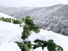 【越冬大根のお届けに参りました。】　≪雪国で育まれた水分・甘みたっぷりの大根≫　