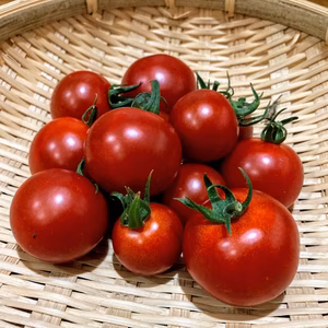 水耕栽培・甘い小型トマト　byサルと闘う農業