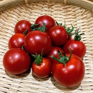 水耕栽培・甘い小型トマト　byサルと闘う農業