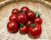 水耕栽培・甘い小型トマト　byサルと闘う農業